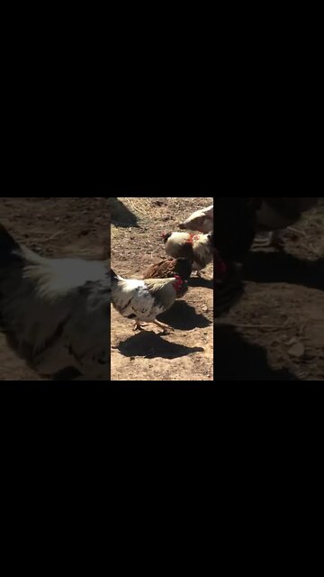 Missing hen appears out of nowhere and then disappears again! She probably has a nest in the bush.