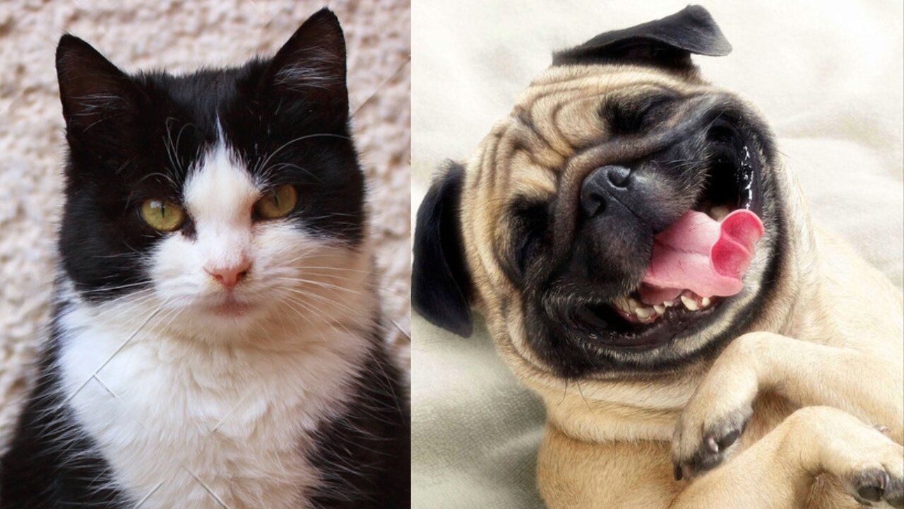 Funny cat videos,funny dog videos