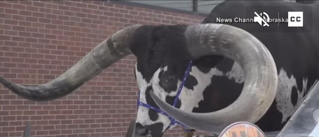 Car with giant bull as passenger pulled over by Nebraska police