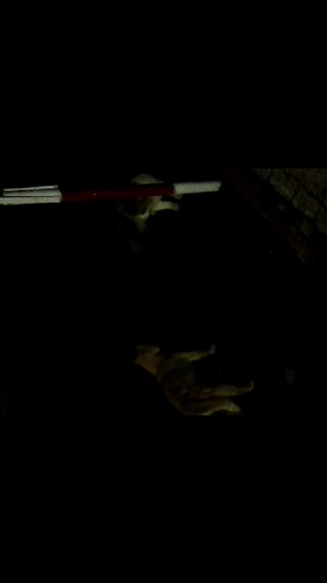 cat who does not like intruders