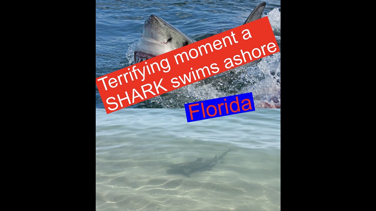 Terrifying moment a SHARK swims ashore #4K