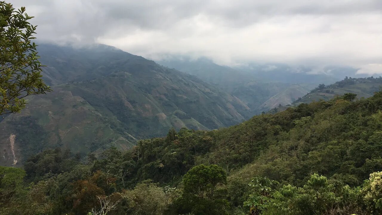 Venezuela Santa Cruz Farm Coffee Live Stream Jan 28, 2020