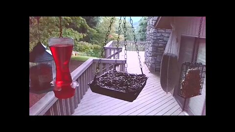 ive Bird Feeder in Asheville North Carolina. Up in the mountains. August 3 2021