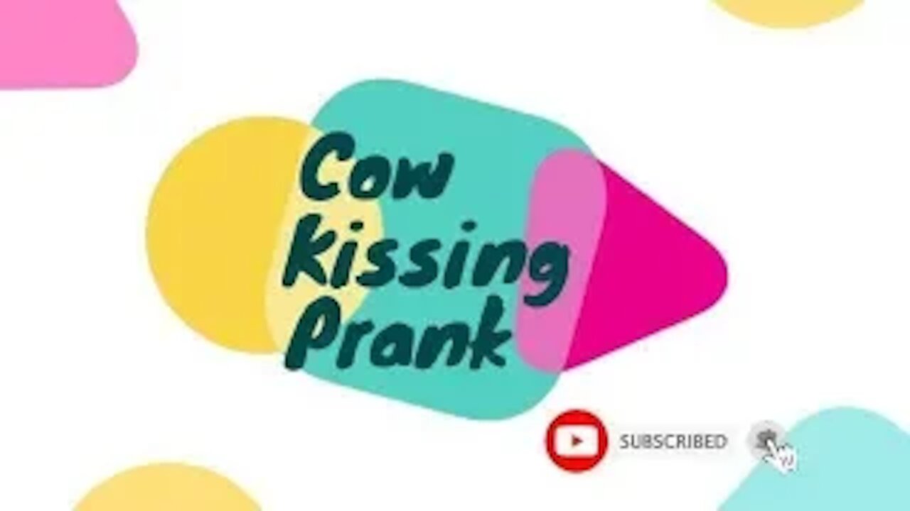 Cow Kissing Prank