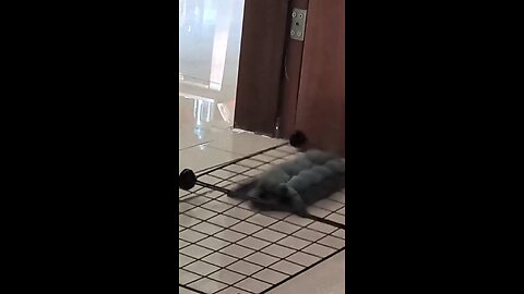 funny animal #viralvideo #trending #animal #cat #funny #viral #follow