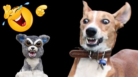 Best Funniest Pet Videos - Best Funny Animal Videos - Funny Cats and Dogs - Compilation! #26