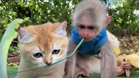 CATS AND MONKEY FUNNY VIDEO Part#2 2021