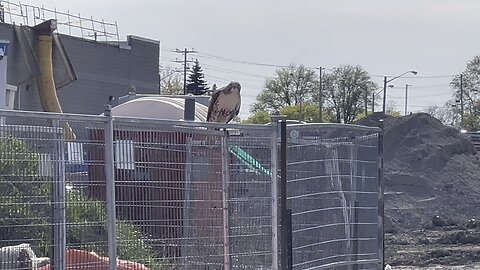 Unlucky male Hawk. Dropped his meal behind the fence