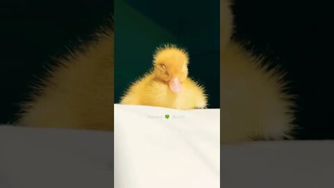 Pyari Si Baby Duck😘Cute Baby Duck🦆