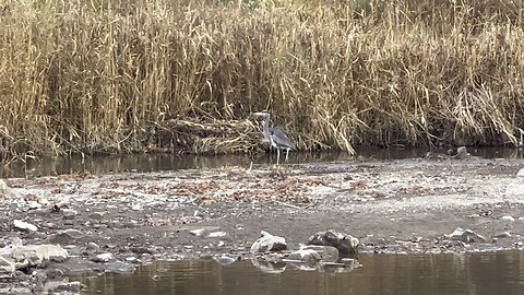 Great Blue Heron short visit