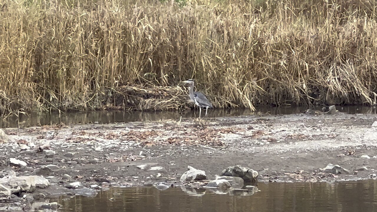 Great Blue Heron short visit