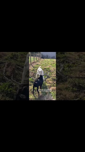 I crave violence #shorts