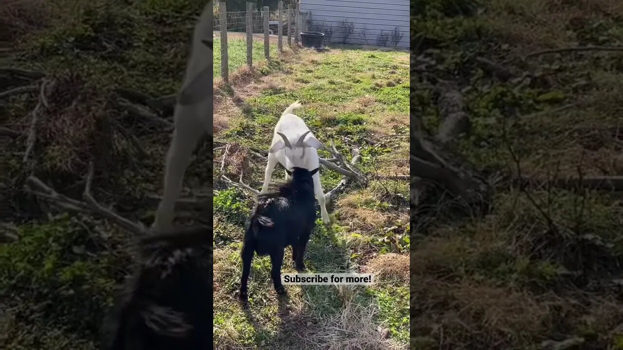 I crave violence #shorts