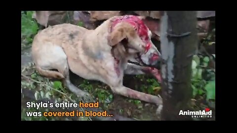 Please donet some money for animal PayPal - https://www.paypal.me/animalaidunlimited29