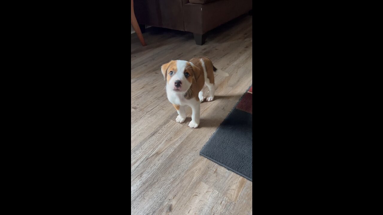 Puppy Time