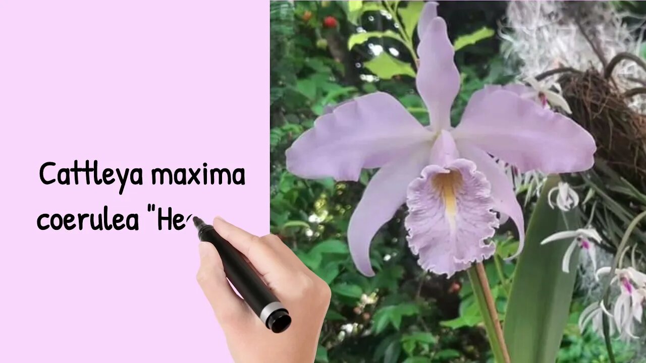 Cattleya maxima coerulea "Hector"