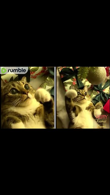 Cat Playing Christmas Tree, Probably the cutest eyes ever?🥺