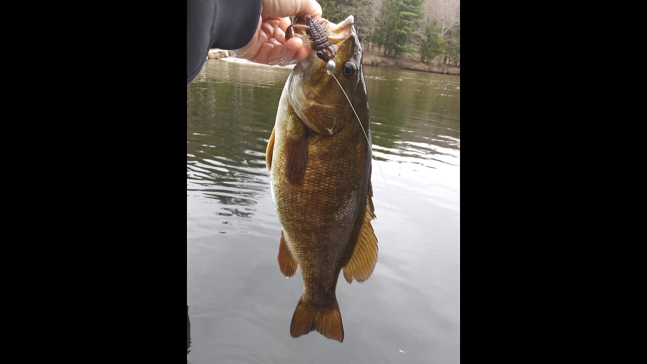 Smallmouth Bass release