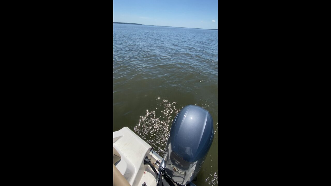 Lemon shark on the small rod