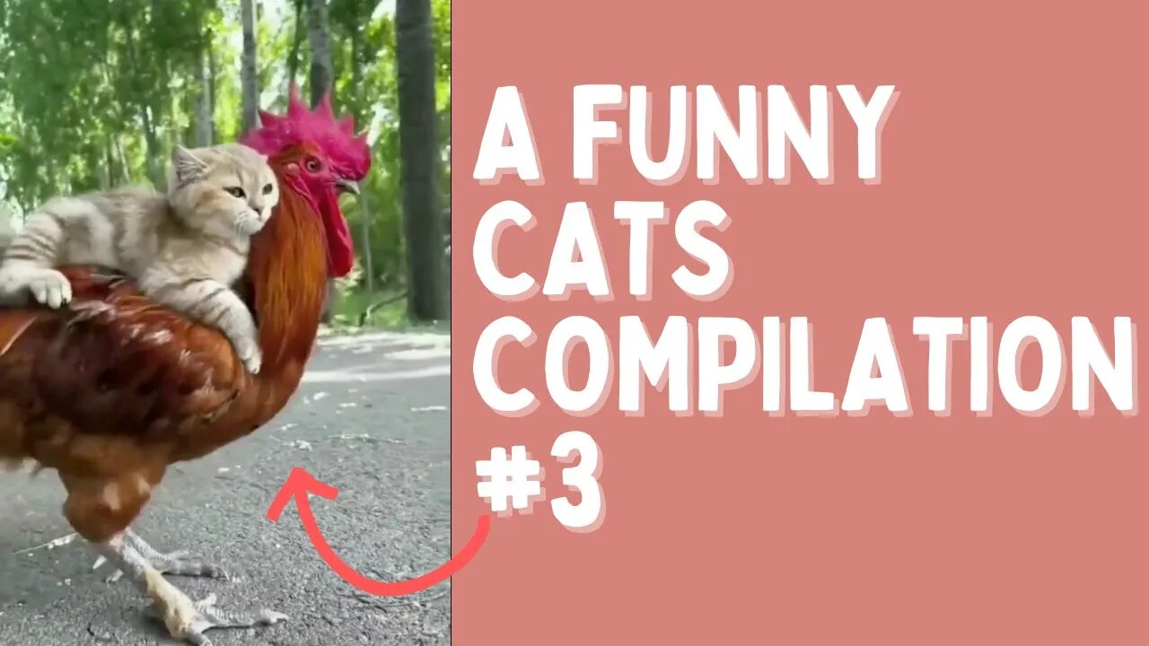 A funny cats compilation #3 | To Stress Relief!😻