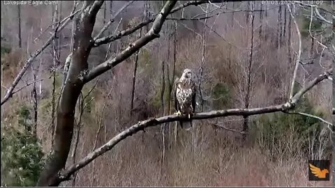 AACS Eagles: Intruder 3/3/20