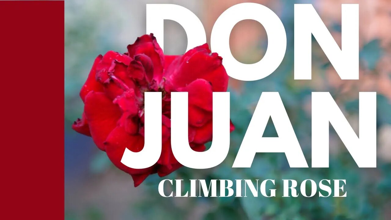 Adding a New Rose to the Collection | Don Juan Climbing Rose