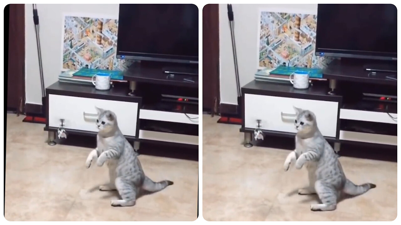 My Cat throws away little flying Helicopter controled by remote.