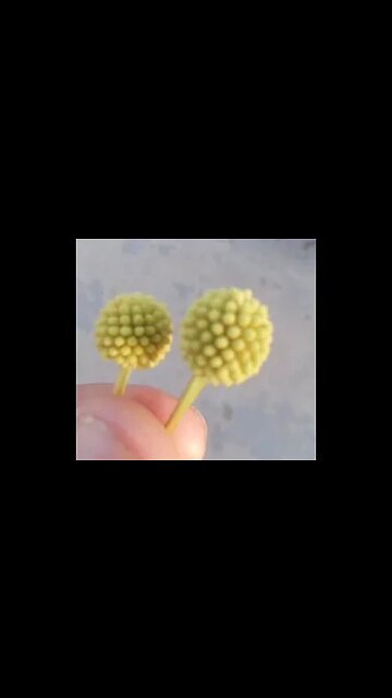 Can't Resist Weird Beautiful Plant Yellow - #AeroArduino