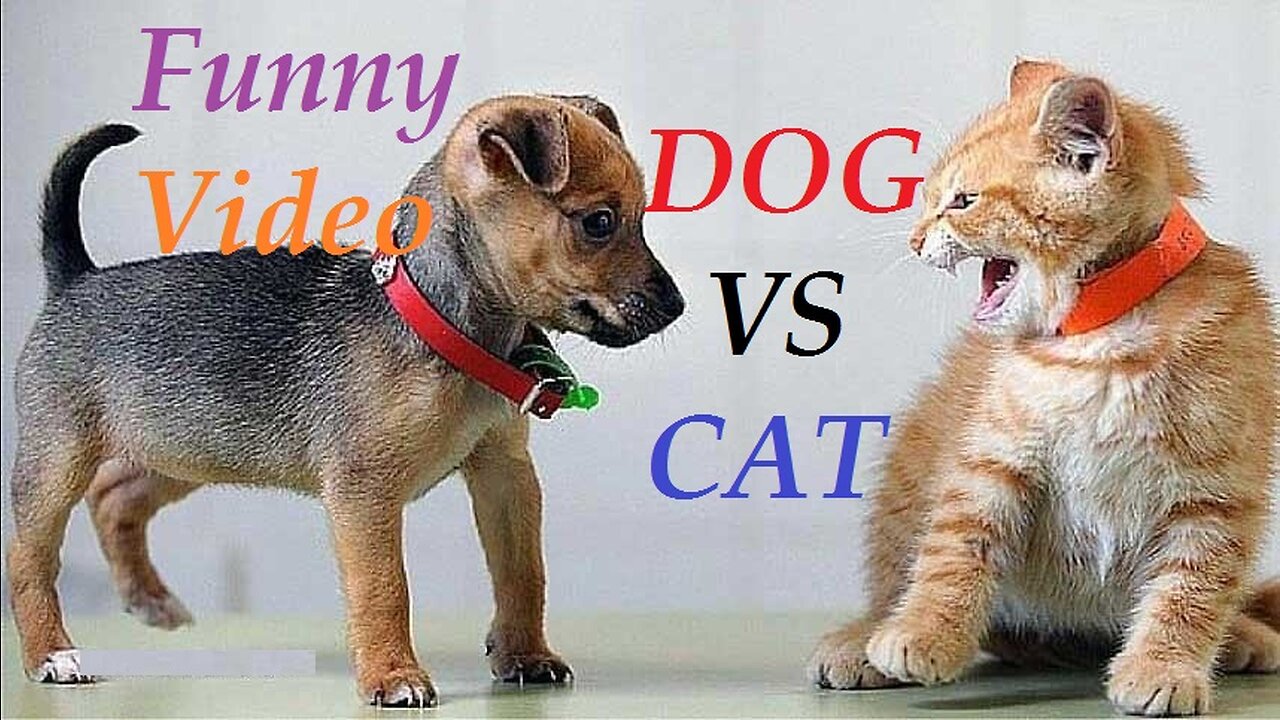 dog vs cat ufc funny (1)