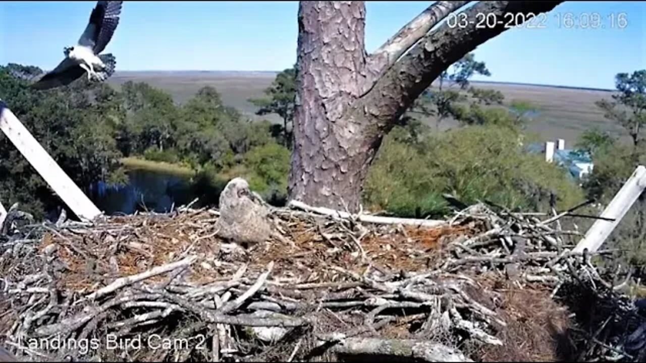 Osprey Makes Another Attempt & Flies By 🦉 3/20/22 16:09