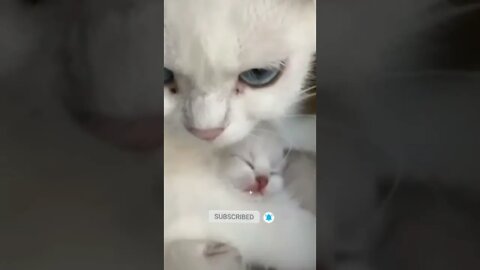 cute cat videos 😹 funny videos 😂❤️🤍