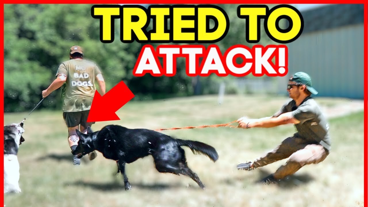 EXTREMELY LEASH AGGRESSIVE GERMAN SHEPHERD TRIES TO ATTACK DOG!