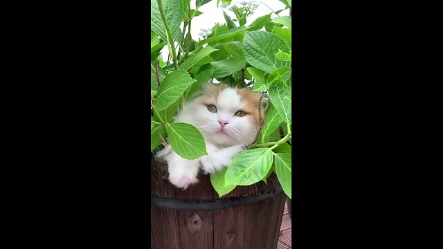 wild cat in jungle(Super cute)