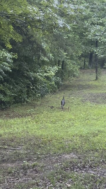 Turkey’s at Shepherd’s Cove Church!