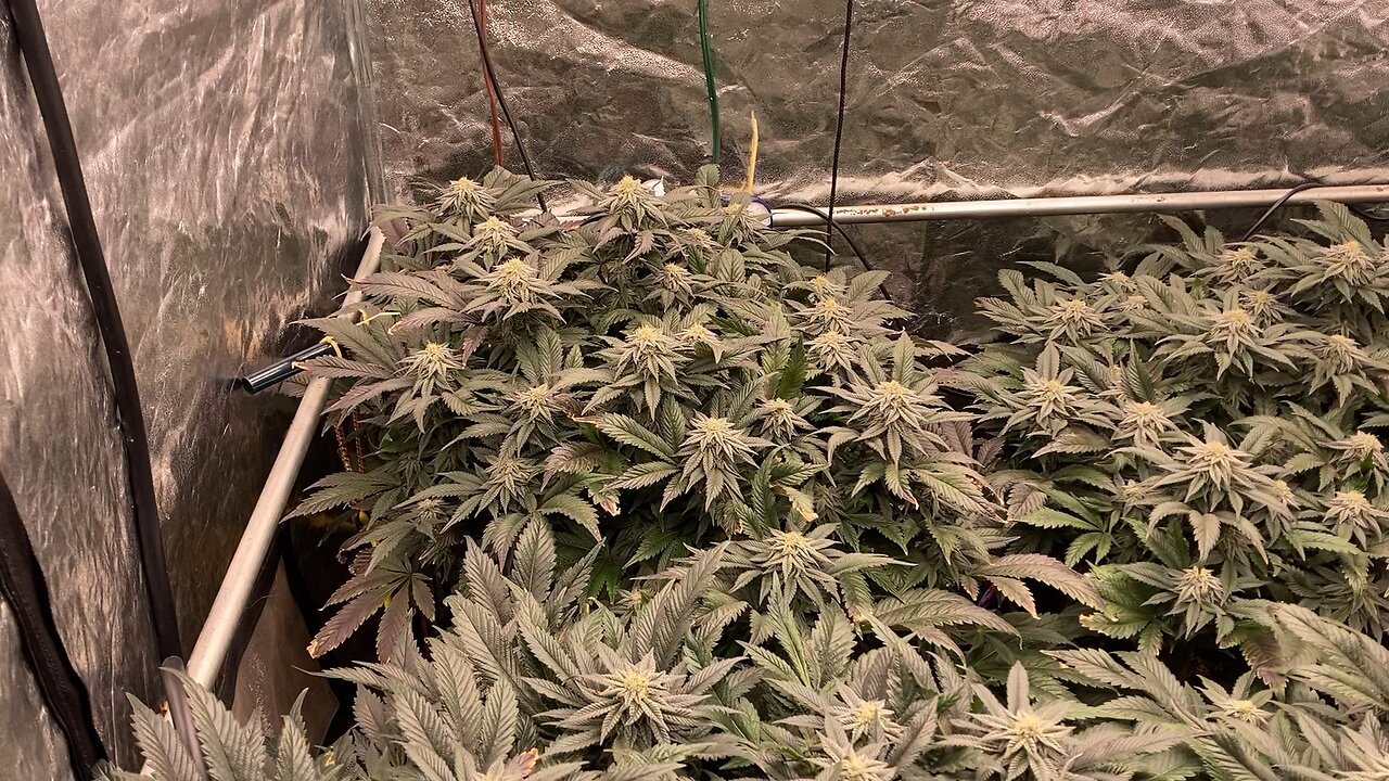 Flowering Day 40