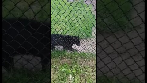 A black Panther at the zoo