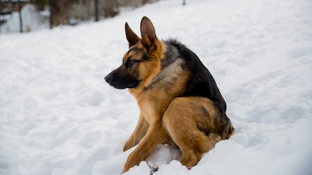 Hunchback Hound Quasimodo Thinks He Is Casanova And Steals Everyone’s Hearts