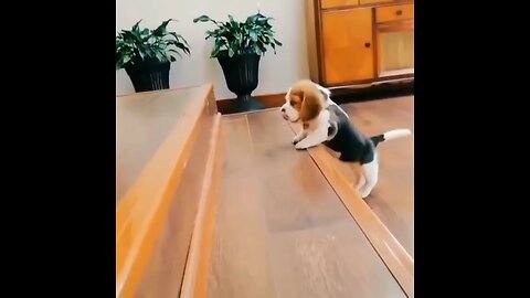 #funny dog #funny animal