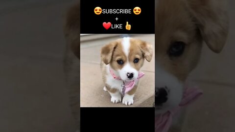 Funny & Cute Dog Compilation TikTok #shorts 😻1080p