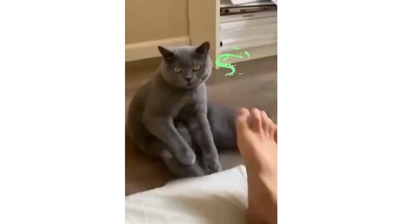 Watch These Funny Animal Videos