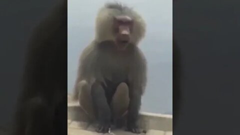 Never underestimate Baboons, human