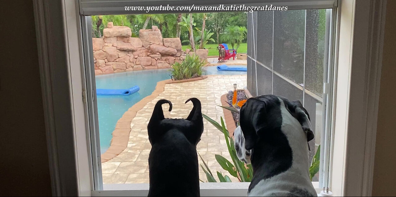 Great Danes Love Watching The Rain In Tropical Florida Garden