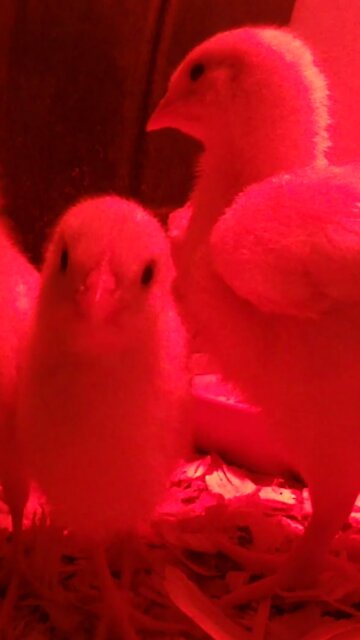 Leghorn Chicks Run to the Camera