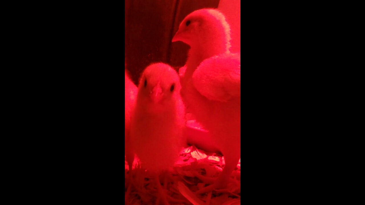 Leghorn Chicks Run to the Camera