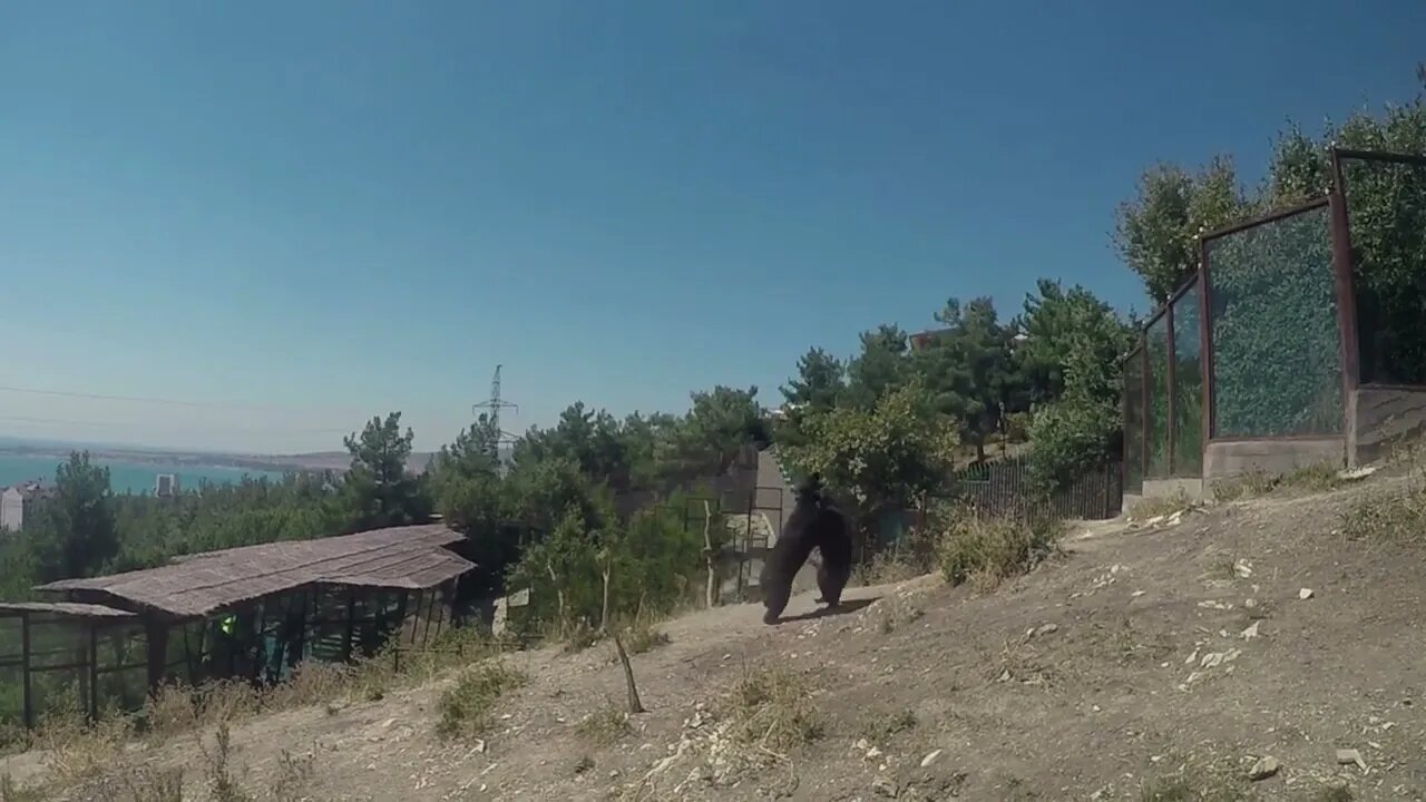 Two brown bear cubs play fighting