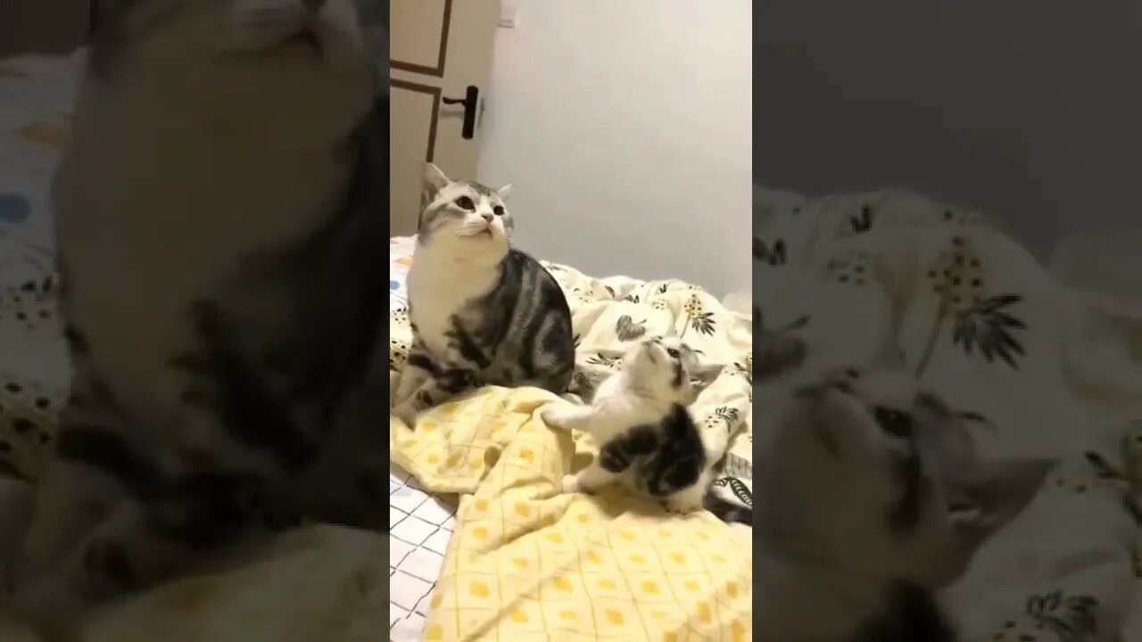 Are you just gonna sit there n watch me struggle..🐈🐾🥊😅