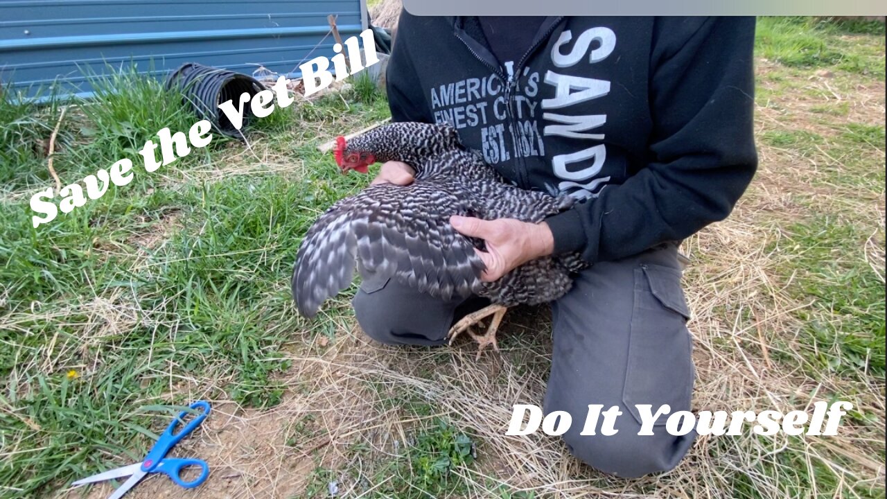 Trimming Our Chicken's Wings (Feathers