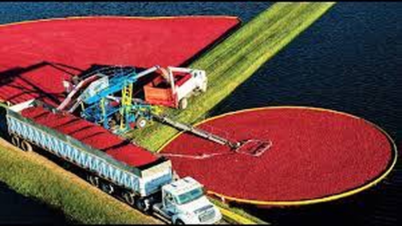 Awesome Fruit Harvest in Water - Cranberry Cultivation and Processing - Cranberry Farm and Harvest