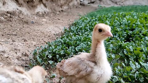 Beautiful turkey chicks