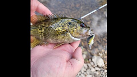 Creek fishin cheat code: Gasconade River